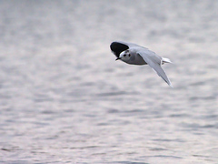 Hydrocoloeus minutus