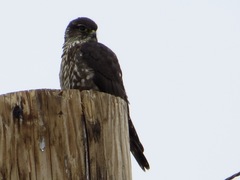 Falco columbarius suckleyi