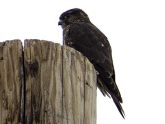 Falco columbarius suckleyi