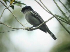 Pachyramphus polychopterus