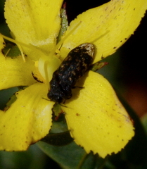 Acmaeodera ruficaudis