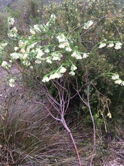 Pimelea octophylla