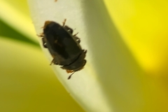 Coleoptera