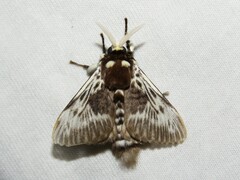 Megalopyge albicollis