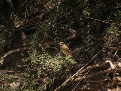Knipolegus aterrimus