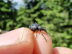 Dodecastichus aurosignatus