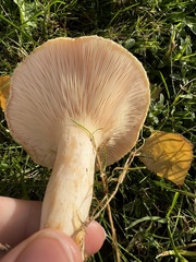 Lactarius