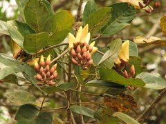 Erythrina fusca
