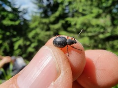 Dodecastichus aurosignatus