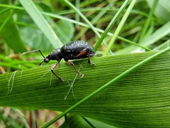 Dodecastichus aurosignatus