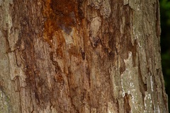 Quercus sinuata breviloba