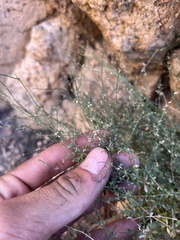 Galium stellatum