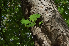 Quercus sinuata breviloba
