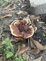 Ganoderma sessile