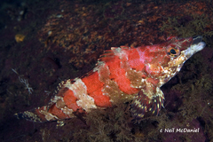 Oxylebius pictus