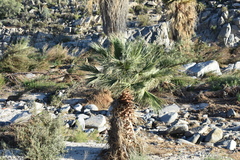 Washingtonia
