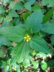 Synedrella nodiflora