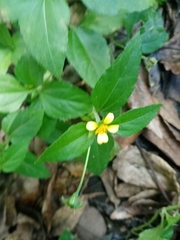 Synedrella nodiflora
