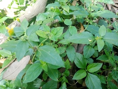 Synedrella nodiflora