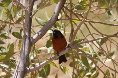 Diglossa brunneiventris