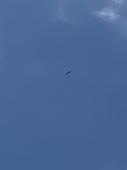 Daptrius carunculatus