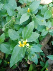 Synedrella nodiflora