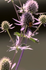 Stictoleptura cordigera