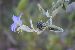 Solanum hindsianum