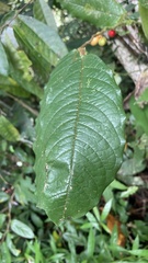 Annonaceae