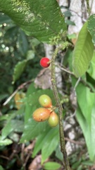 Annonaceae