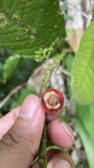 Annonaceae