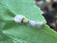Phyllonorycter argentinotella