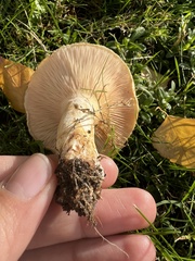 Lactarius