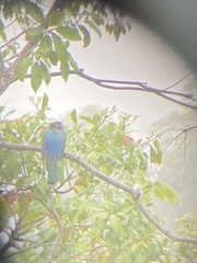 Trogon melanocephalus