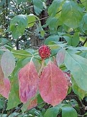 Cornus nuttallii
