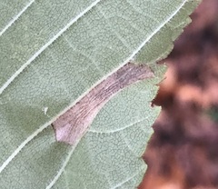 Phyllonorycter argentinotella