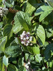 Cornus sericea