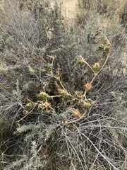 Datura quercifolia