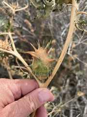 Datura quercifolia