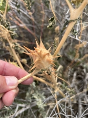 Datura quercifolia
