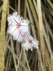 Thysanotus
