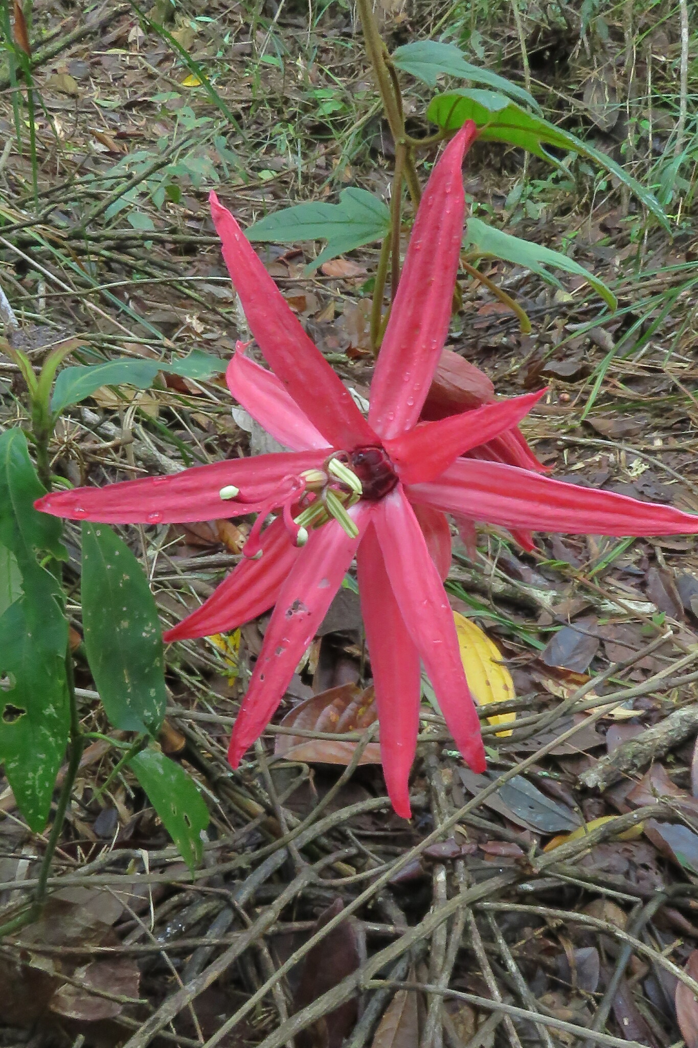 Passiflora speciosa