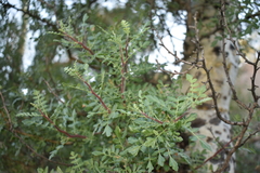 Pachycormus discolor