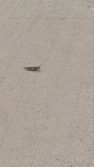 Trimerotropis maritima