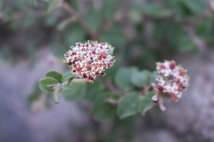Euphorbia tomentulosa