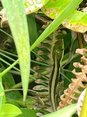 Anolis