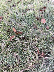 Dichanthium aristatum