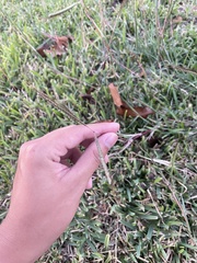 Dichanthium aristatum