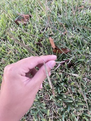 Dichanthium aristatum