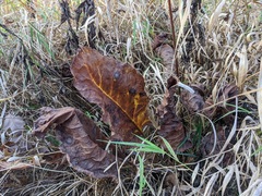 Silphium terebinthinaceum